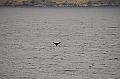 124_USA_Alaska_Unalaska_Island_Humpback_Whale