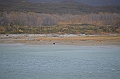 212_USA_Alaska_Katmai_NP_Brown_Bear