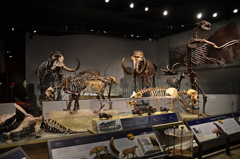 067_USA_Chicago_Field_Museum.JPG