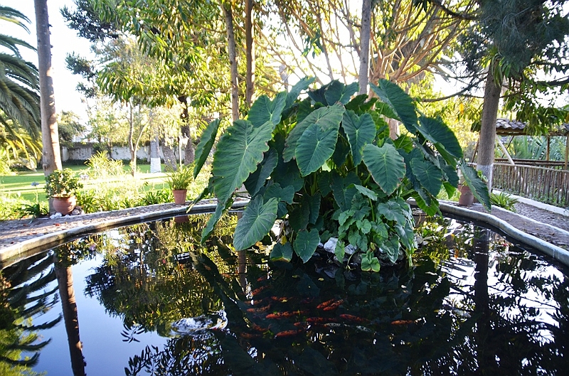 116_Ecuador_Hacienda_Chorlavi.JPG