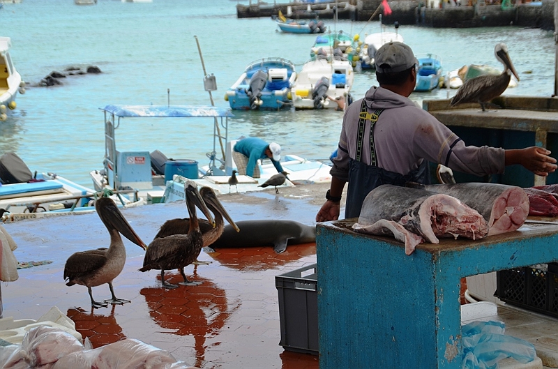 632_Ecuador_Galapagos_Santa_Cruz_Puerto_Ayora.JPG