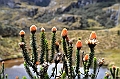 517_Ecuador_Parque_Nacional_Cajas