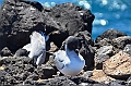 697_Ecuador_Galapagos_Islas_Plazas_South_Boot_Tour