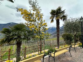 024_Italien_Suedtirol_Dorf_Tirol