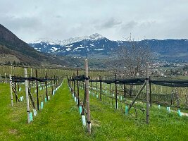 073_Italien_Suedtirol_Algunder_Waalweg