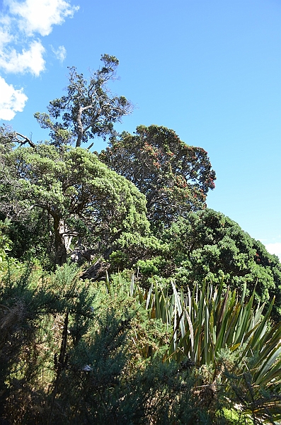 042_New_Zealand_Coromandel_Peninsula.JPG