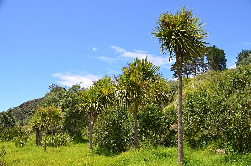 058_New_Zealand_Coromandel_Peninsula.JPG