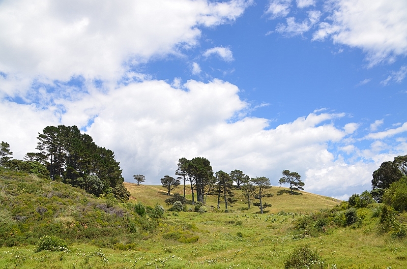 059_New_Zealand_Coromandel_Peninsula.JPG
