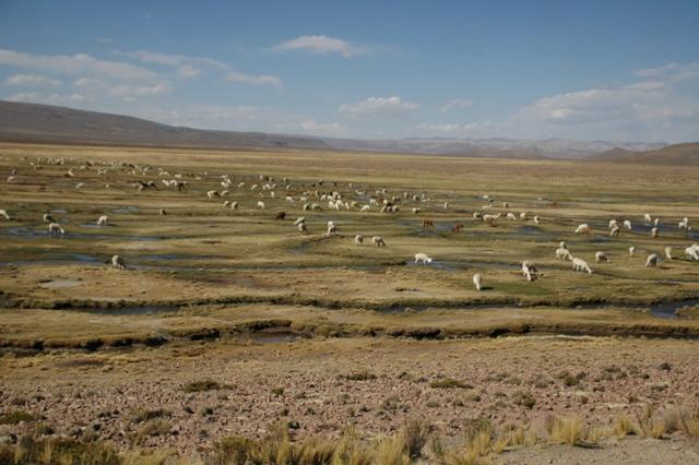 153_Peru_Lamas.JPG